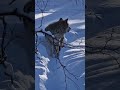 A beautiful wolf howling 😍🐺😁