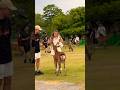 Nara Park deer 🦌 in japan #deerpark #zoo