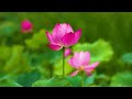 melodic piano relaxation in 4k 🌿 a sound journey focus dream meditate🌸