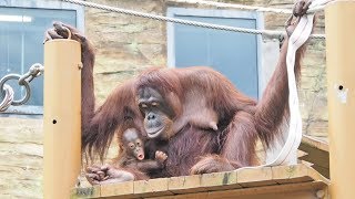 生後41日のロキちゃん・オランウータン