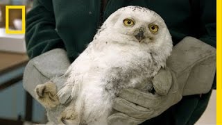 Injured D.C. Snowy Owl Gets \