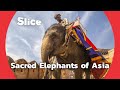 Elephants : the Mount of the Gods | SLICE