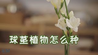 【园丁小饭】祖马龙热爱者不能错过，球茎植物小苍兰