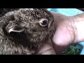 可愛い！野うさぎの赤ちゃん拾ったよ　cute baby hare .