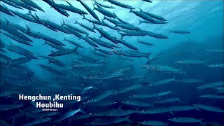 SCUBA Diving｜墾丁後壁湖出水口｜梭魚群｜Kenting(2020-02-18)