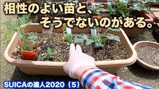 SUICAの達人2020【プランターでスイカが作れる！家庭菜園】（５）相性のよい苗とそうでないのがある。  5/ 17