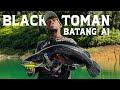 Black Toman Batang Ai