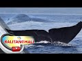 Pambihirang pygmy blue whale, namataan sa Bohol | BT