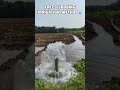 Free flooding irrigation method ~ traditional method #shorts #irrigation igation