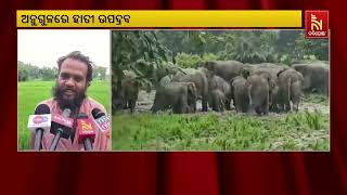 The destruction of crops by elephants in Angul has caused rising tension among the residents |