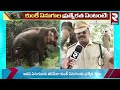 kumki elephants live 🔴 కుంకీ ఏనుగుల ప్రత్యేకత ఇదే jungle elephant rtv news