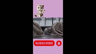 The cute baby kittens | cute video #cute #cat  #animals