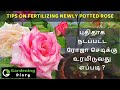 புதிதாக நடப்பட்ட ரோஜா செடிக்கு உரமிடுவது எப்படி - How and when to fertilize newly potted Rose Plant