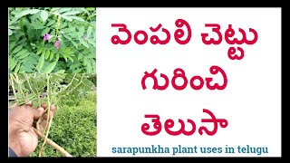 వెంపలి చెట్టు ఉపయోగాలు తెలుసా || vempali chettu uses in telugu || tephrosia purperia uses in telugu