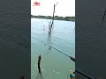 ngeriih.. nempel patok langsung lep disambar kakap mancing kakapputih barramundi