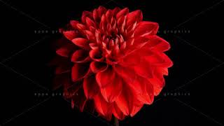 flower dahlia timelapse