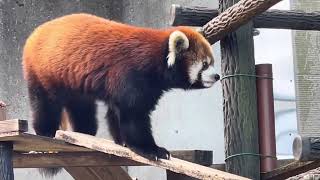 メイタちゃん フィーダーの中のリンゴを食べ終えたら〜　レッサーパンダ　千葉市動物公園にて　2023年10月22日