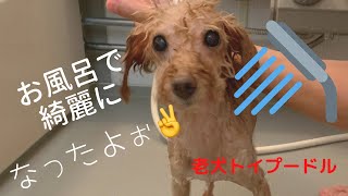 #23【お風呂】老犬トイプードルの自宅お風呂ルーティーンwww  #マルプー