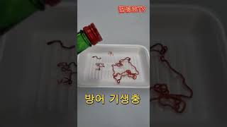 소주 먹는 방어 기생충 반응?