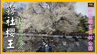 🌸好巨大的【霧社櫻王】 🌸觀霧國家森林公園🌸😲  MAXSYM400