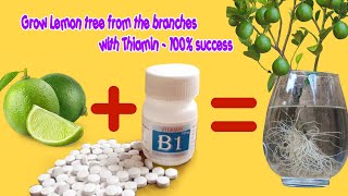 How to grow Lemon tree from the branches with Thiamin - 100% success | Propagation of Lemon tree