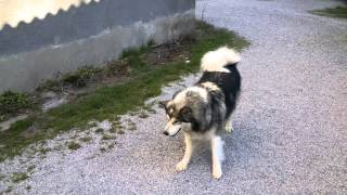 malamute Astra obedience - changing positions