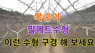 복숭아 팔메트 수형 요즘엔 이런 수형으로 농사합니다