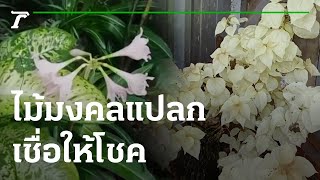 ไม้มงคลแปลก เชื่อให้โชค | 15-09-65 | ตะลอนข่าว