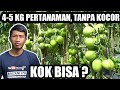 AGAR TOMAT BERBUAH LEBAT | CARA MEMANGKAS TANAMAN TOMAT