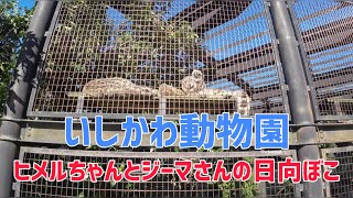 【ユキヒョウ】ヒメルちゃんとジーマさんの日向ぼこ #いしかわ動物園