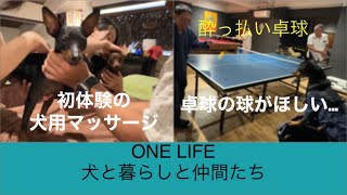 【ミニピンと1泊旅行】ウブドの森で犬も人間も遊び倒す‼️サプライズにりっちゃん大興奮‼️酔っ払い卓球あり