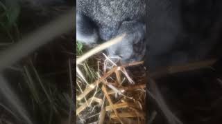 rabbit pretending to be dead