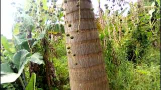 Empirivuma/Wild Palm Dates/Phoenix Dactylifera.#herb#organic#medicine#nature