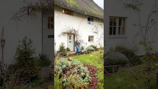 Christmas tree time and floral joy in our English Country Cottage