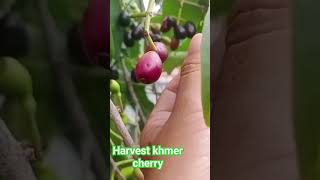 ប្រមូលផលផ្លែព្រីង #khmercherry #khmerfruit #harvest