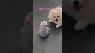 #おしゃべりネズミとポメラニアンの白米#Talking Toy and Pomeranian Haku