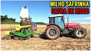 MILHO SAFRINHA para silagem ( Plantio e manejo)