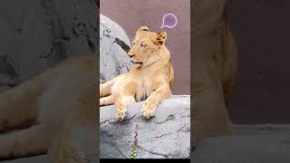 【眠り姫イト】 #円山動物園 #lion #かわいい