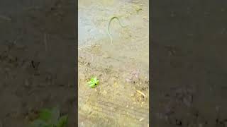 #snake #sneaker #snakevideo খুবই ভয়ংকর ফানক সাপ অসাধারণ গোখরা হলুদ রঙের