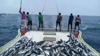 Amazing Tuna fishing in Lakshadweep