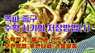 쪽파종구 수확시기와 수확방법//잎을 자르지 말고 후숙/ 2차 건조 휴면타파//