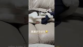 小次郎の得意技、高速けりけり😂　#shorts #cat #猫 #猫のいる暮らし