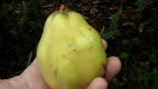 Quince and Medlars