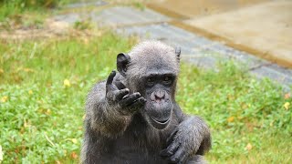 雨のチンパンジー：元気がいいのはユズ、キン、エミー（It's raining, but Yuzu, Kin and Emmy are active.）　宮崎フェニックス自然動物園　202205