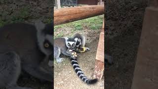 しろとり動物園　バナナを食べるワオキツネザルの子供