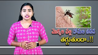 ఈ మొక్కలు ఇంట్లో ఉంటే దోమలు ఉండవు | these plants in your house, there will be no mosquitoes