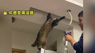 猫咪工具人上线，没有一口猫粮是白吃的#猫咪 #萌宠出道计划