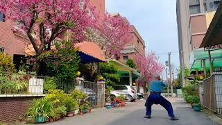 【中道武術 拳架展演37】南派 洪拳 靈蛇出洞. ～ 櫻花樹下練蛇拳 = 浪漫粉紅蛇 ！