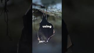 How Do Bats “See” in the Dark? #bats #echolocation #nature #shorts