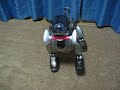 【aibo ers 7m3】 アイボーン